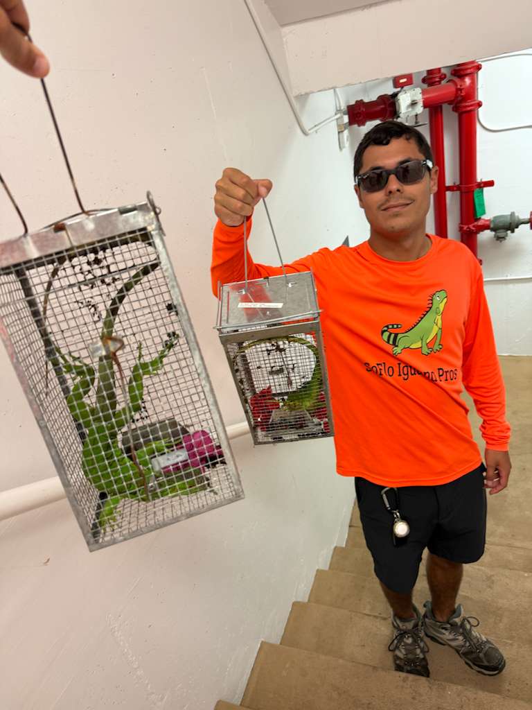 Baited humane iguana trap indoors