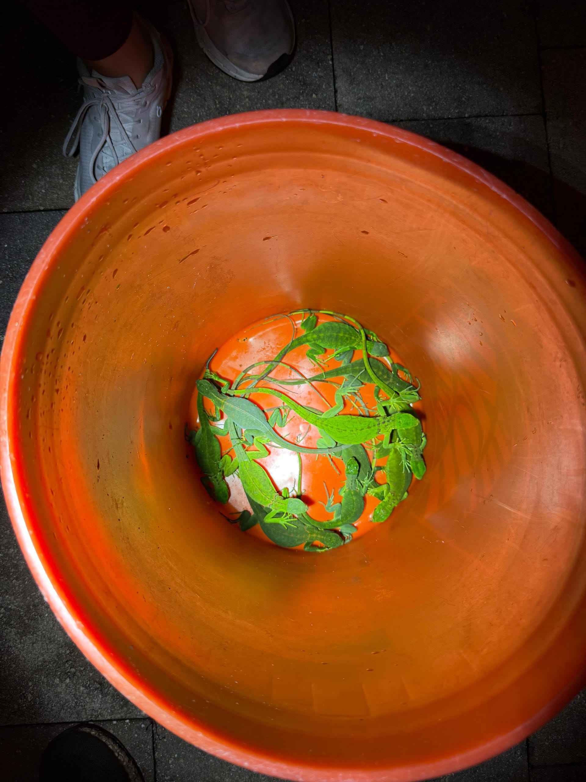 Captured green iguana in orange bucket