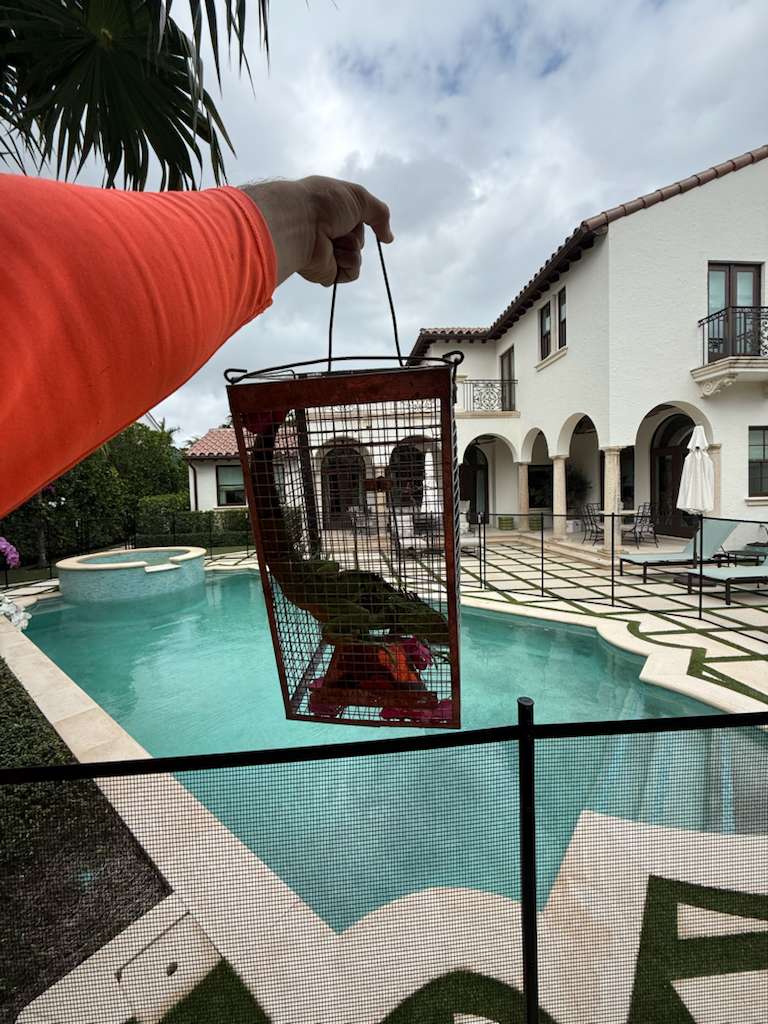 Humane iguana trap installed above pool