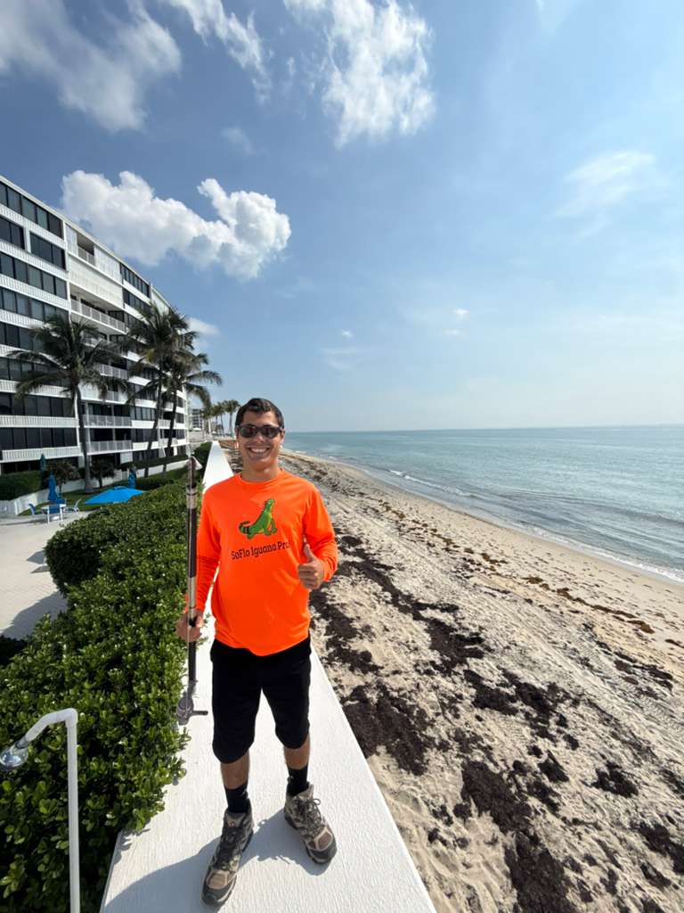 How to protect your seawall from iguana damage