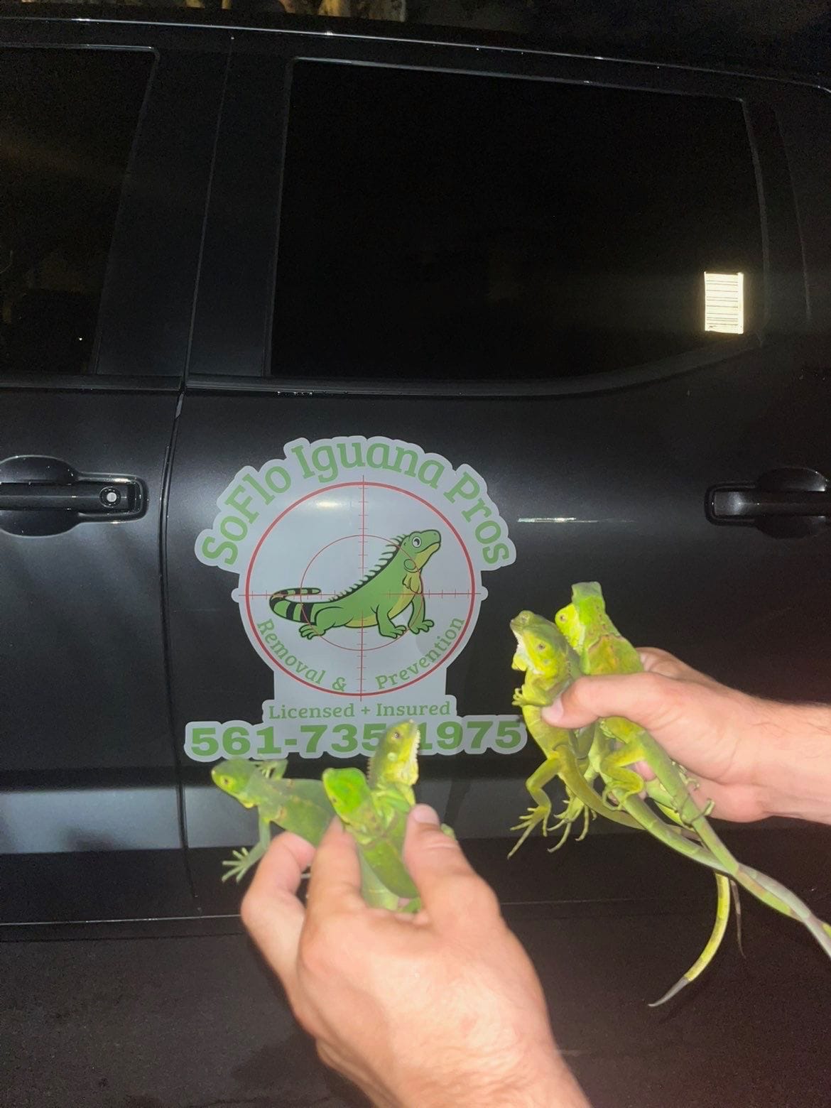 Soflo iguana pros holding young iguanas by truck