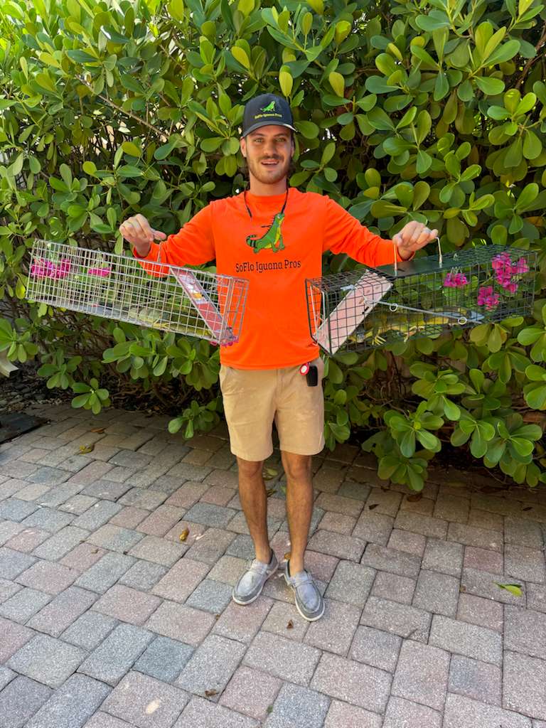 How does iguana trapping work?