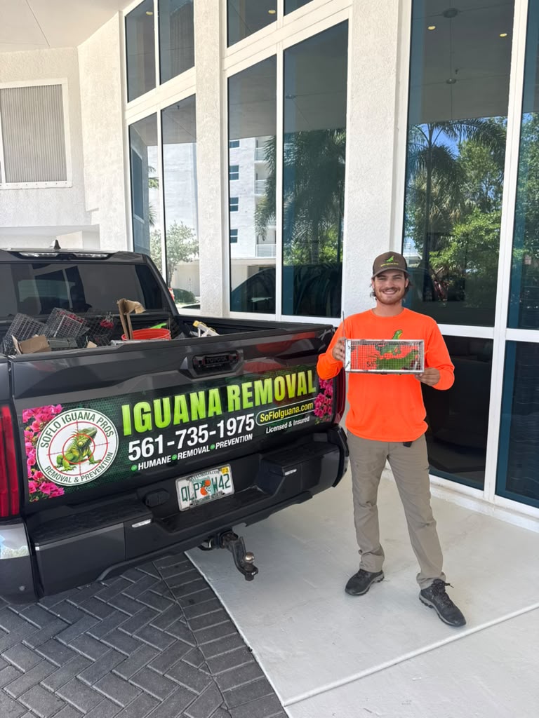 Technician holding humane iguana trap outside building