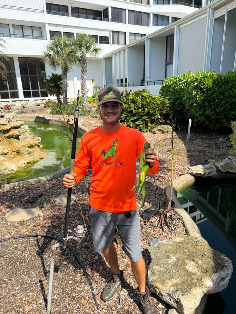 Why DIY iguana removal almost always comes back