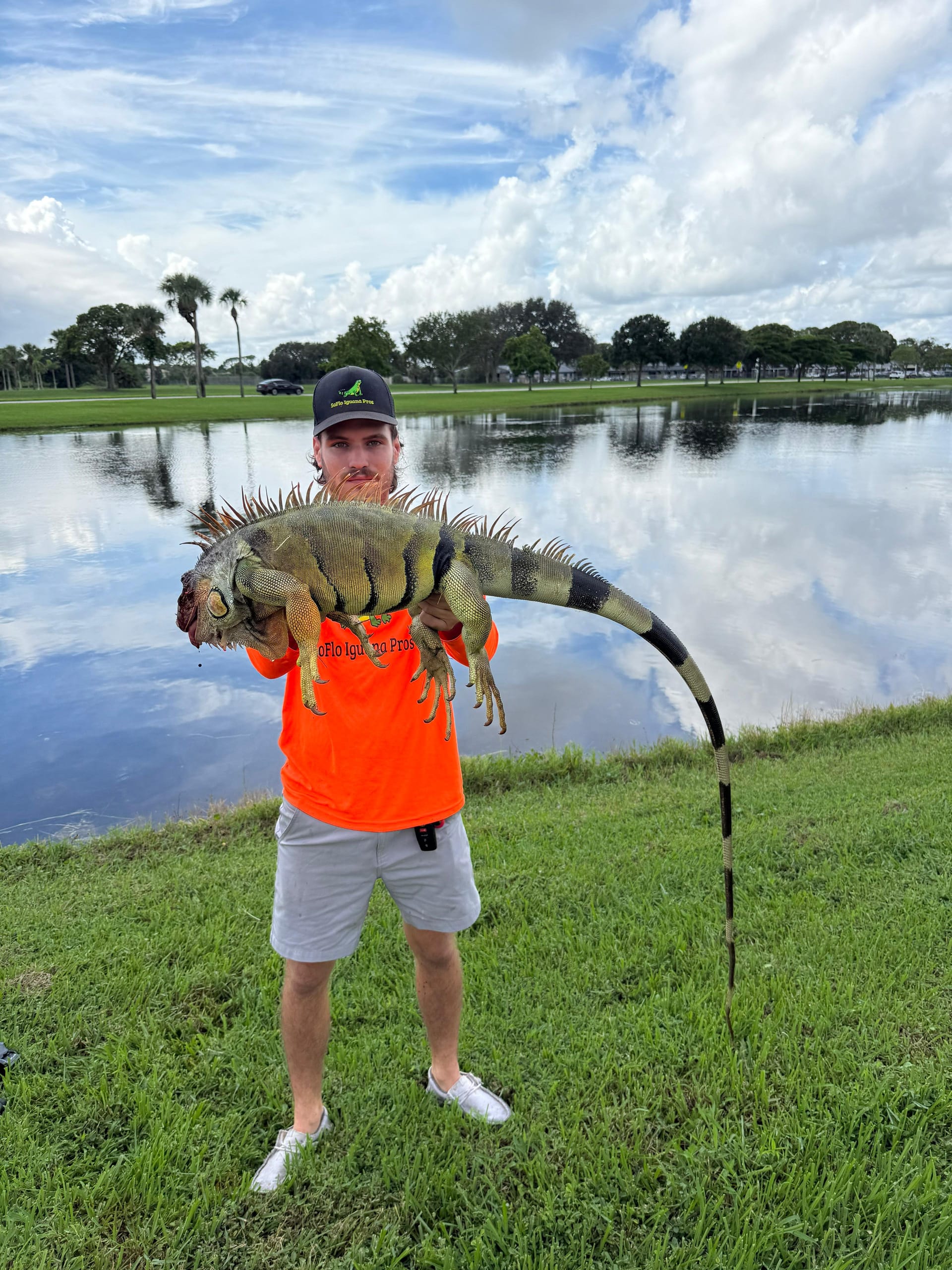 Falling iguanas: what South Florida's cold-snap season really means