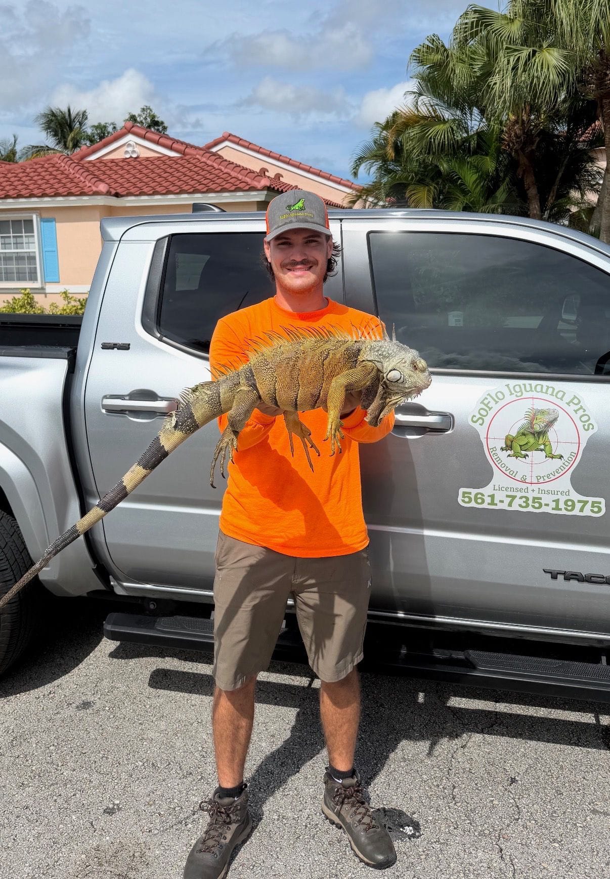 Technician holding large iguana by removal truck