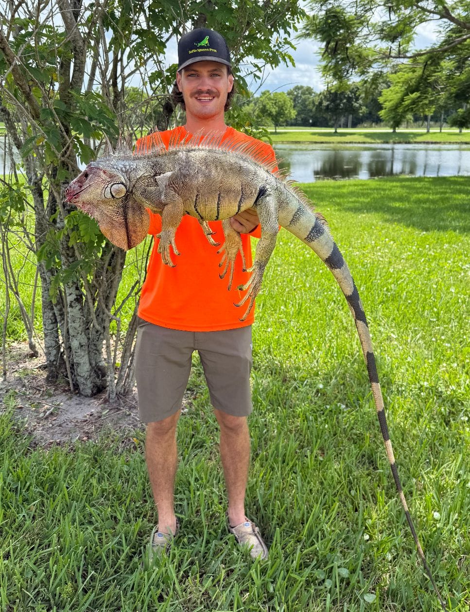 Iguana removal pricing, explained