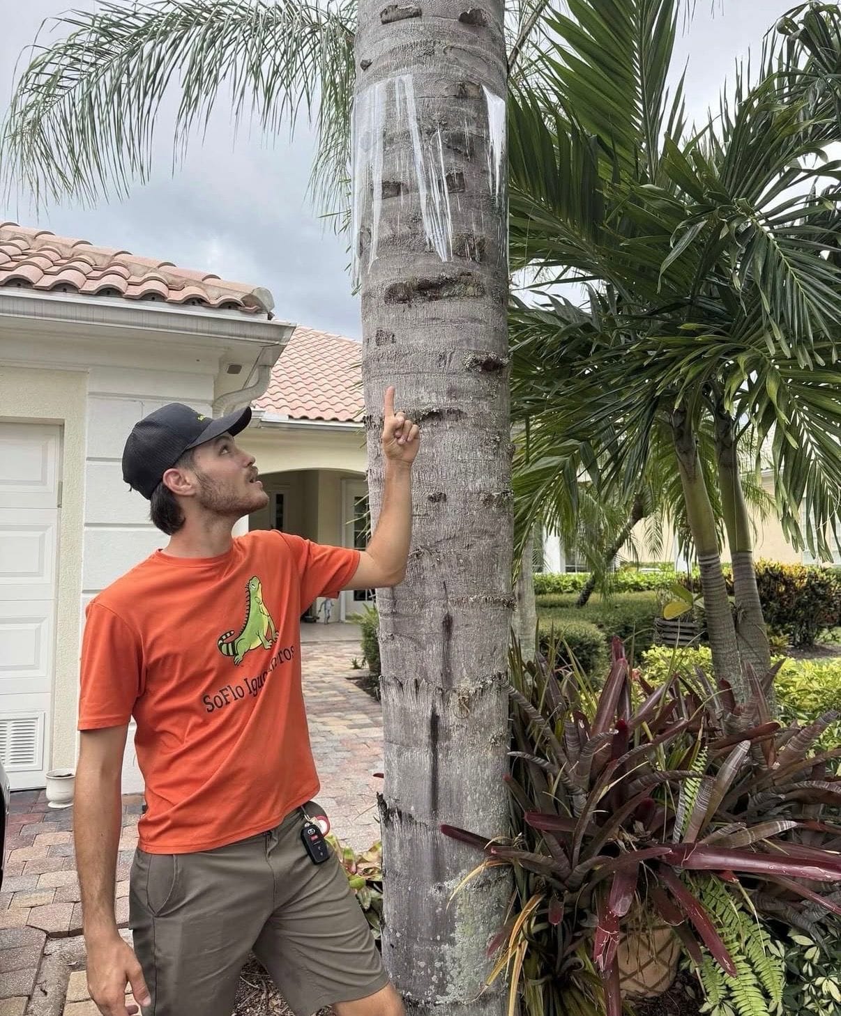 Do iguana traps actually work?