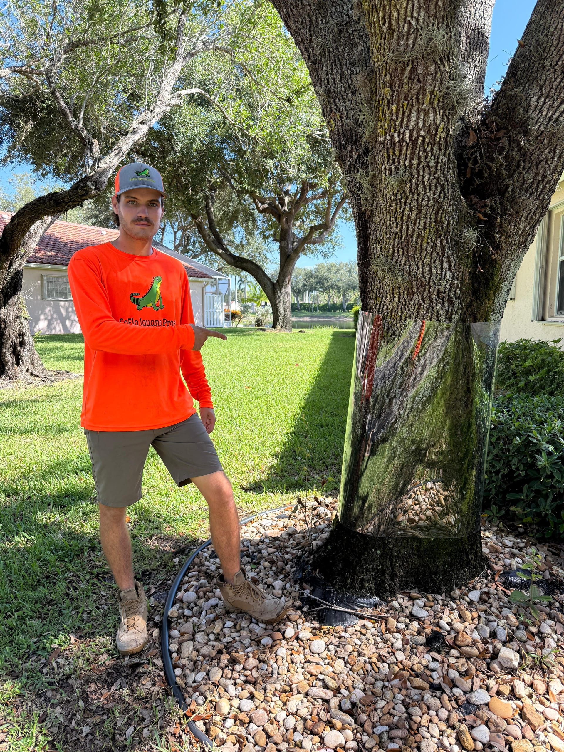 Spring iguana nesting: why it's the season that decides your summer