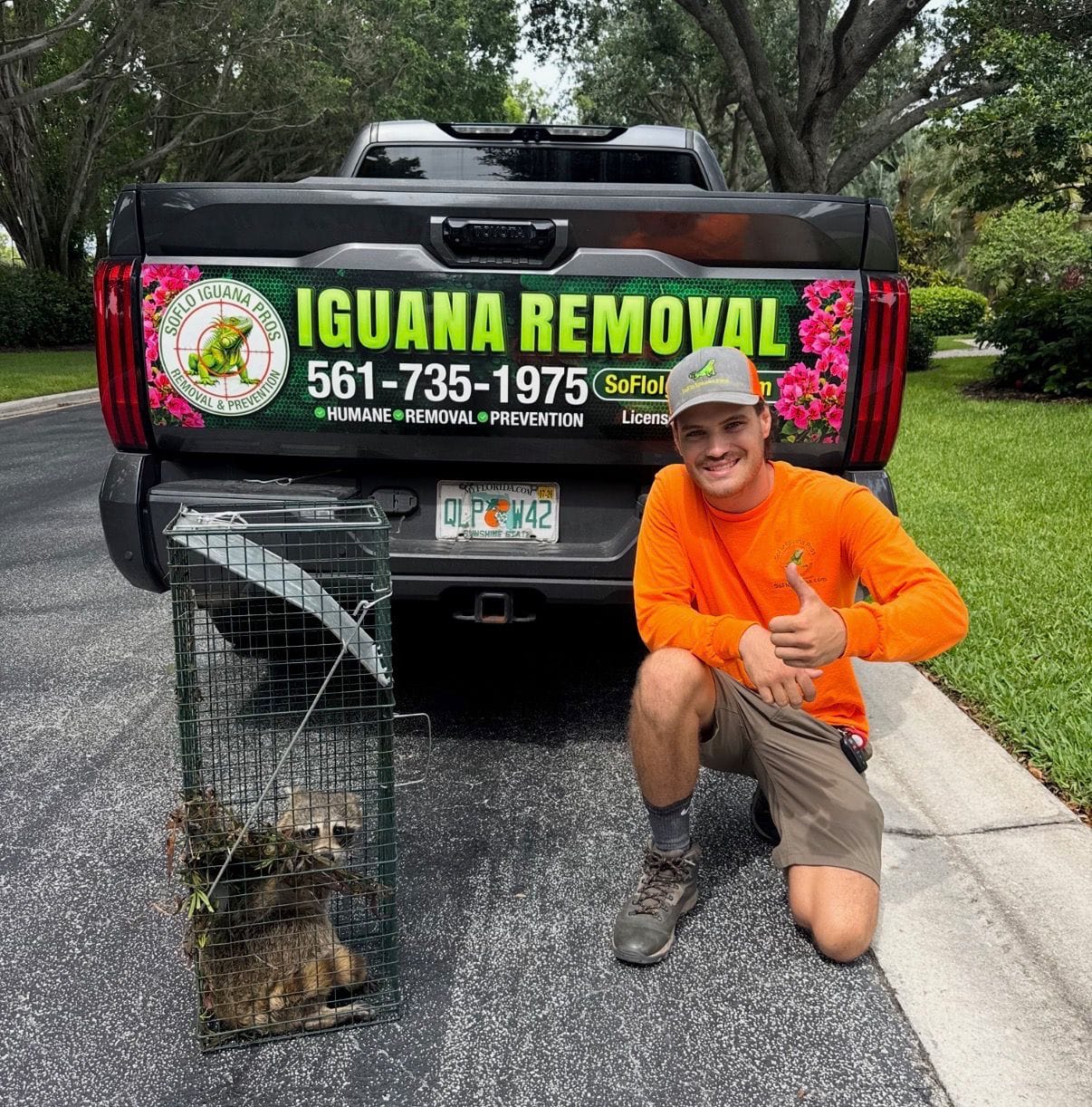 What should I do about an iguana bite?