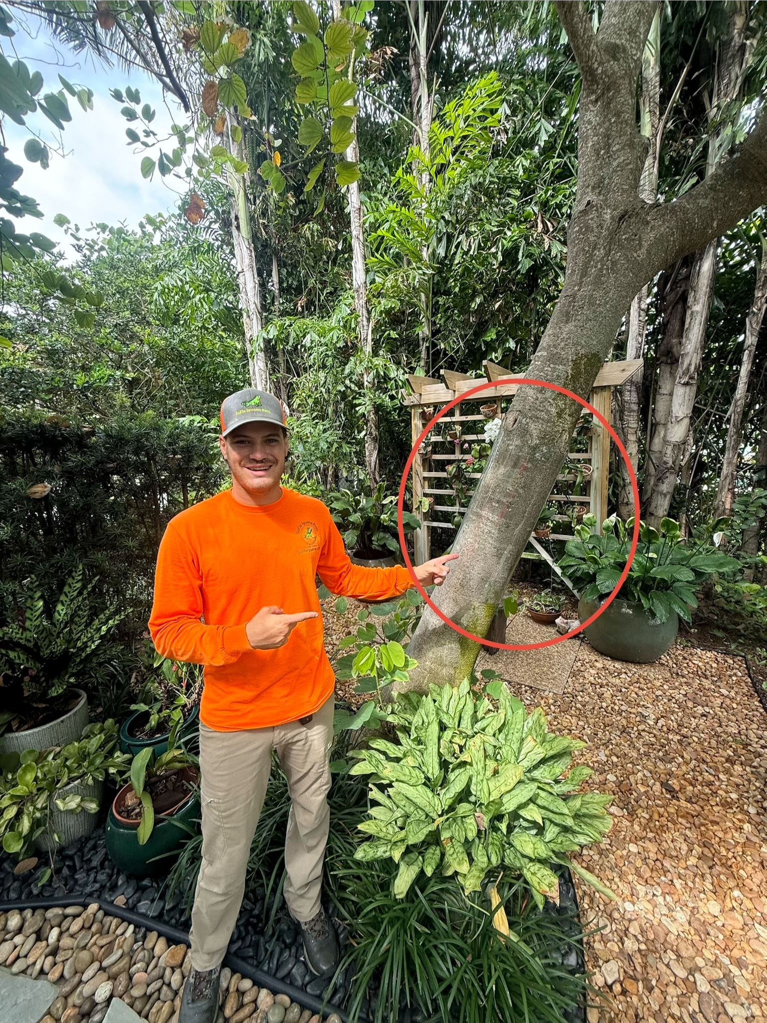 What plants are iguana-resistant?