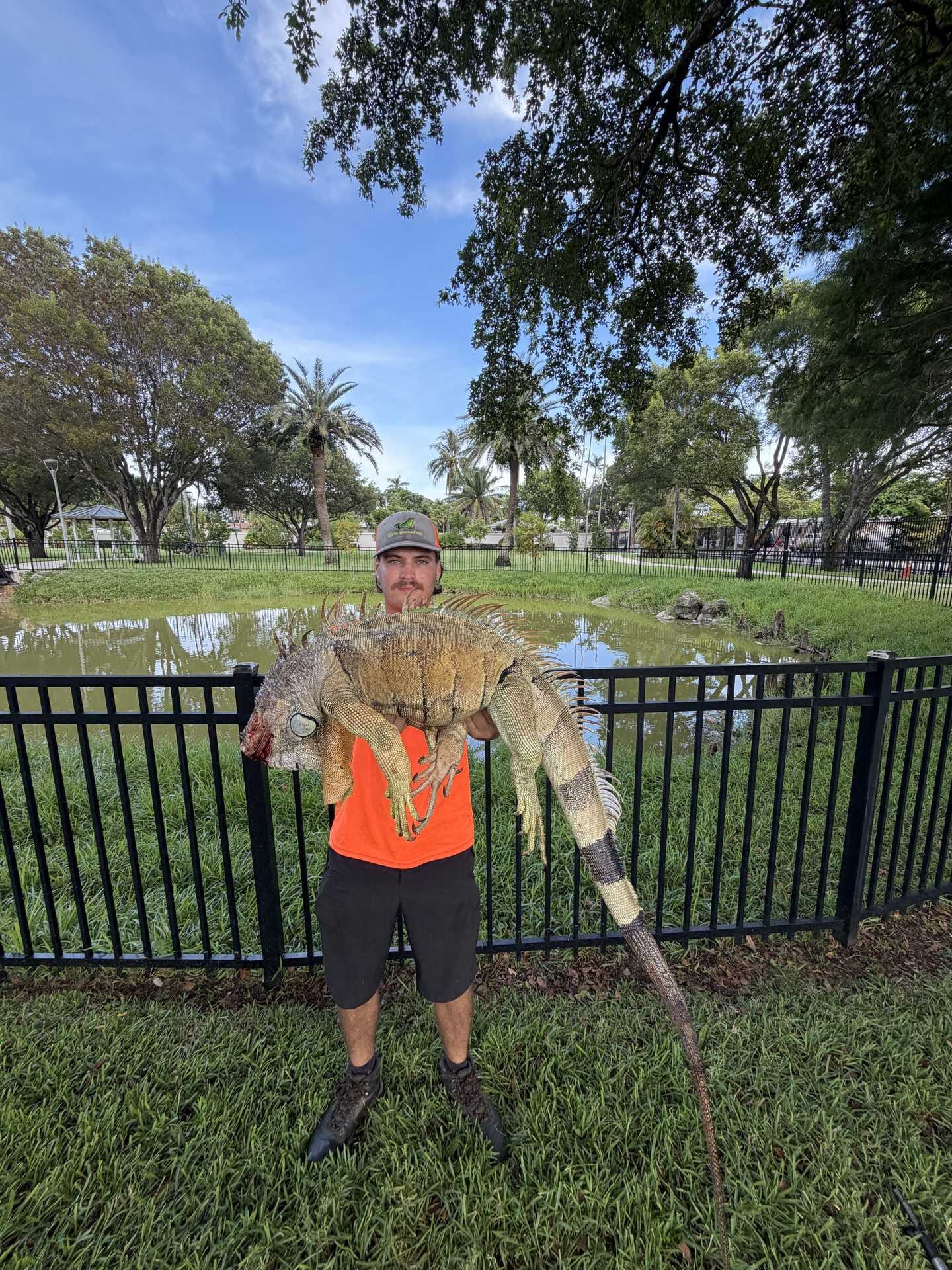 Large invasive green iguana removed from a Palm Beach County waterfront property