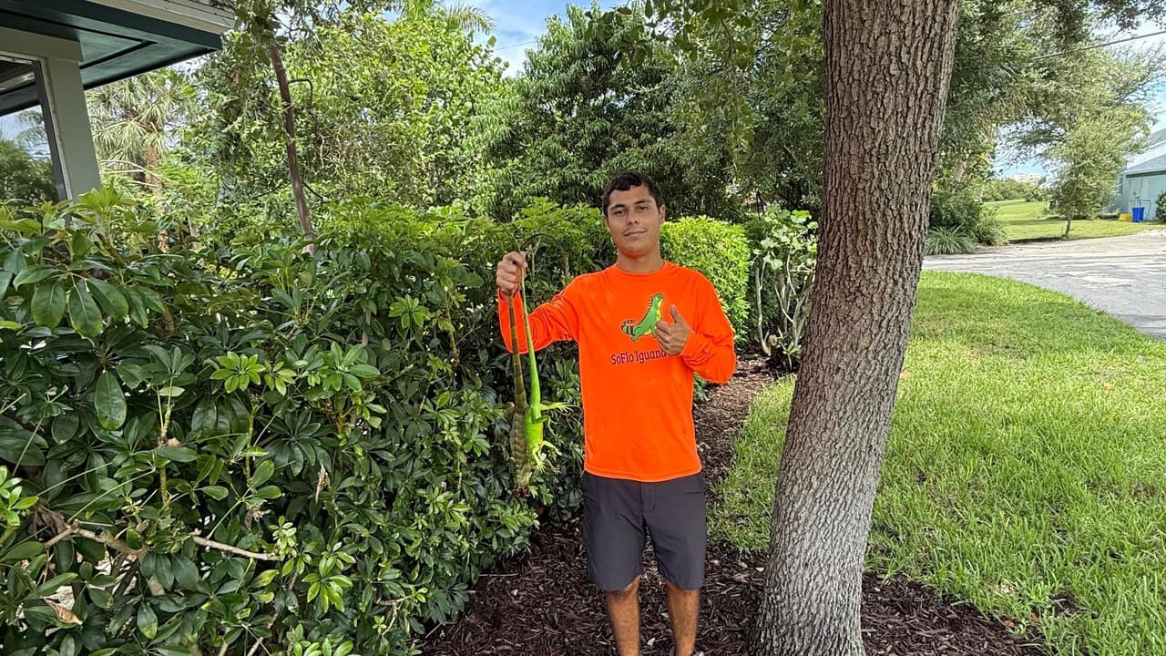 Clear tree wrap installed to stop iguanas climbing in Palm Beach County