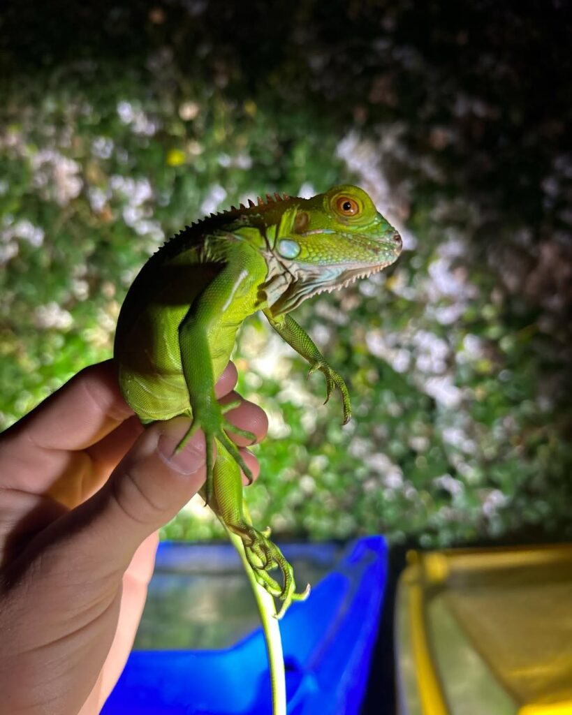 Iguana Control