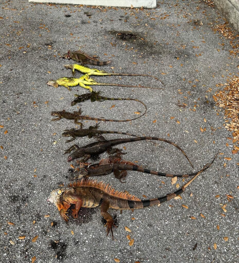 Soflo Iguana Pros 10