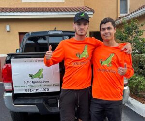 Soflo Iguana Pros 16 Hurricane Cleanup Wildlife Displacement Help | SoFlo Iguana Pros