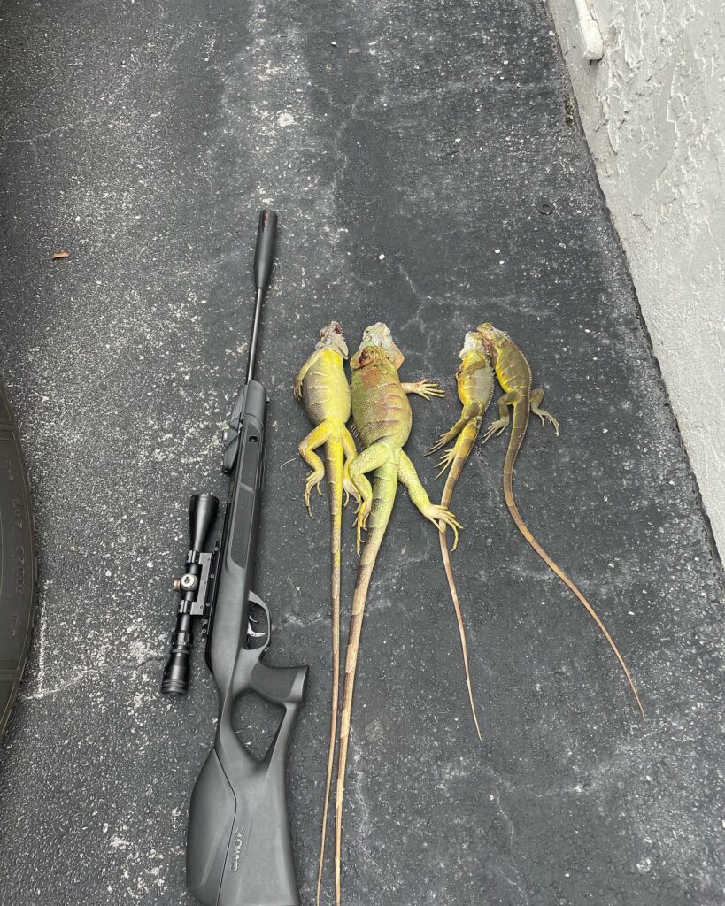 Soflo Iguana Pros 2