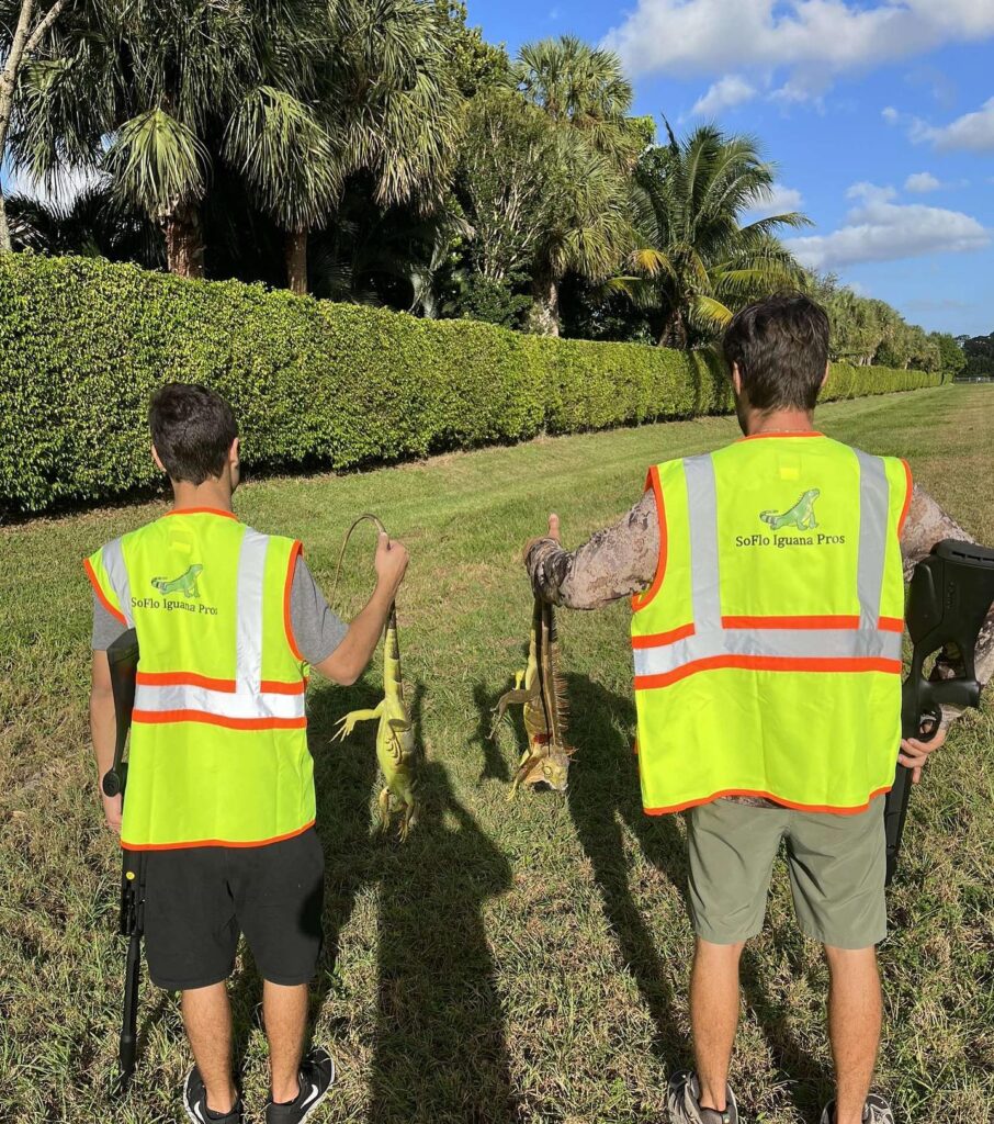 Soflo Iguana Pros 3