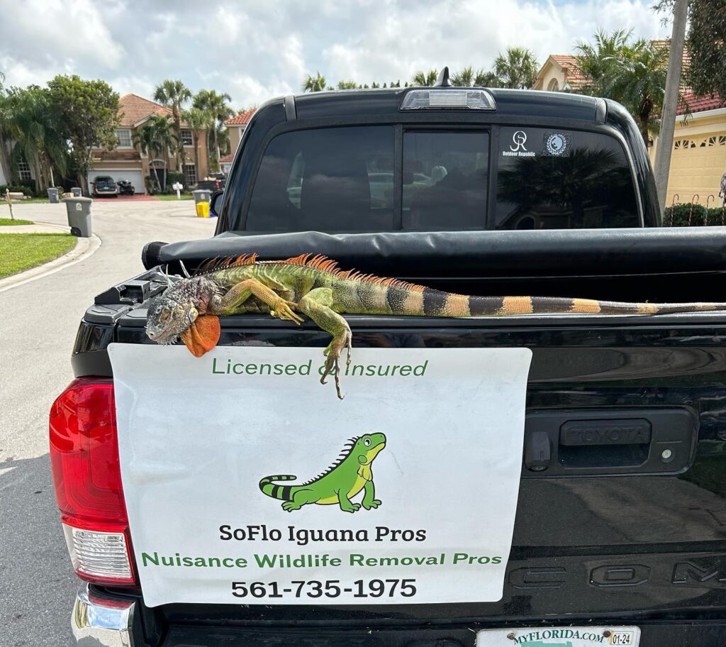 Soflo Iguana Pros 7