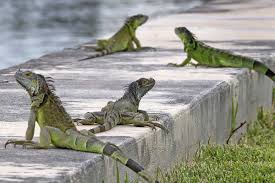 Soflu Iguana (1)