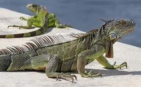 Soflu Iguana 1