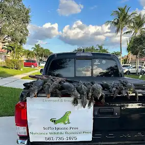 Soflu Iguana 1