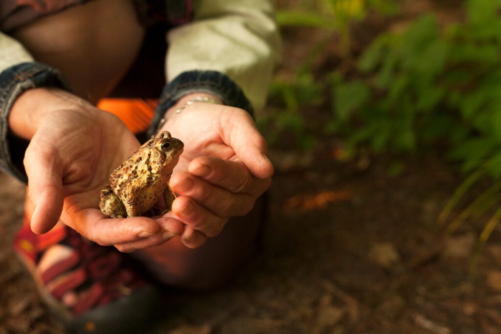 Close up of hands holding a toad