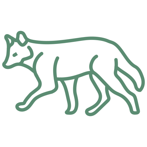 coyote