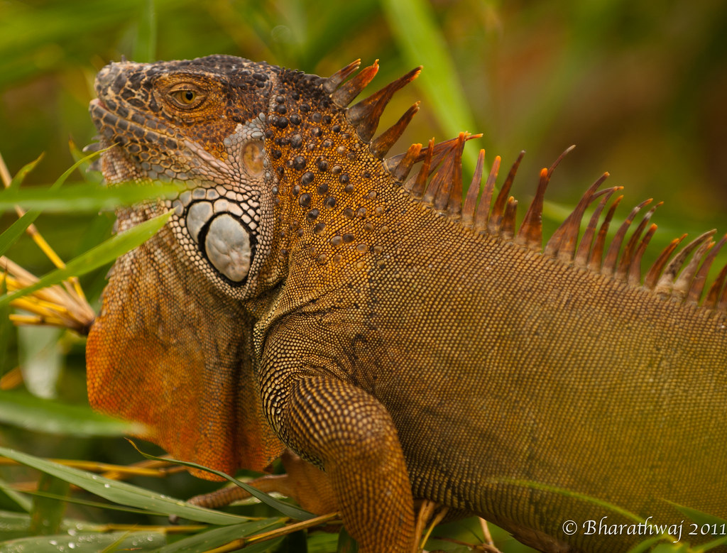 Iguana Emergency Wildlife