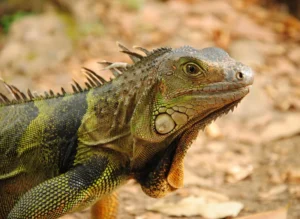 Roof Pool Iguanas