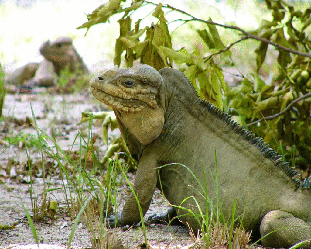 iguana removal, iguana burrows, lawn damage, SoFlo Iguana Pros, humane iguana control, South Florida iguana removal, property damage
