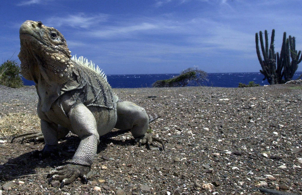 Florida wildlife hunts, ethical iguana removal, legal iguana hunting Florida, safe wildlife control South Florida