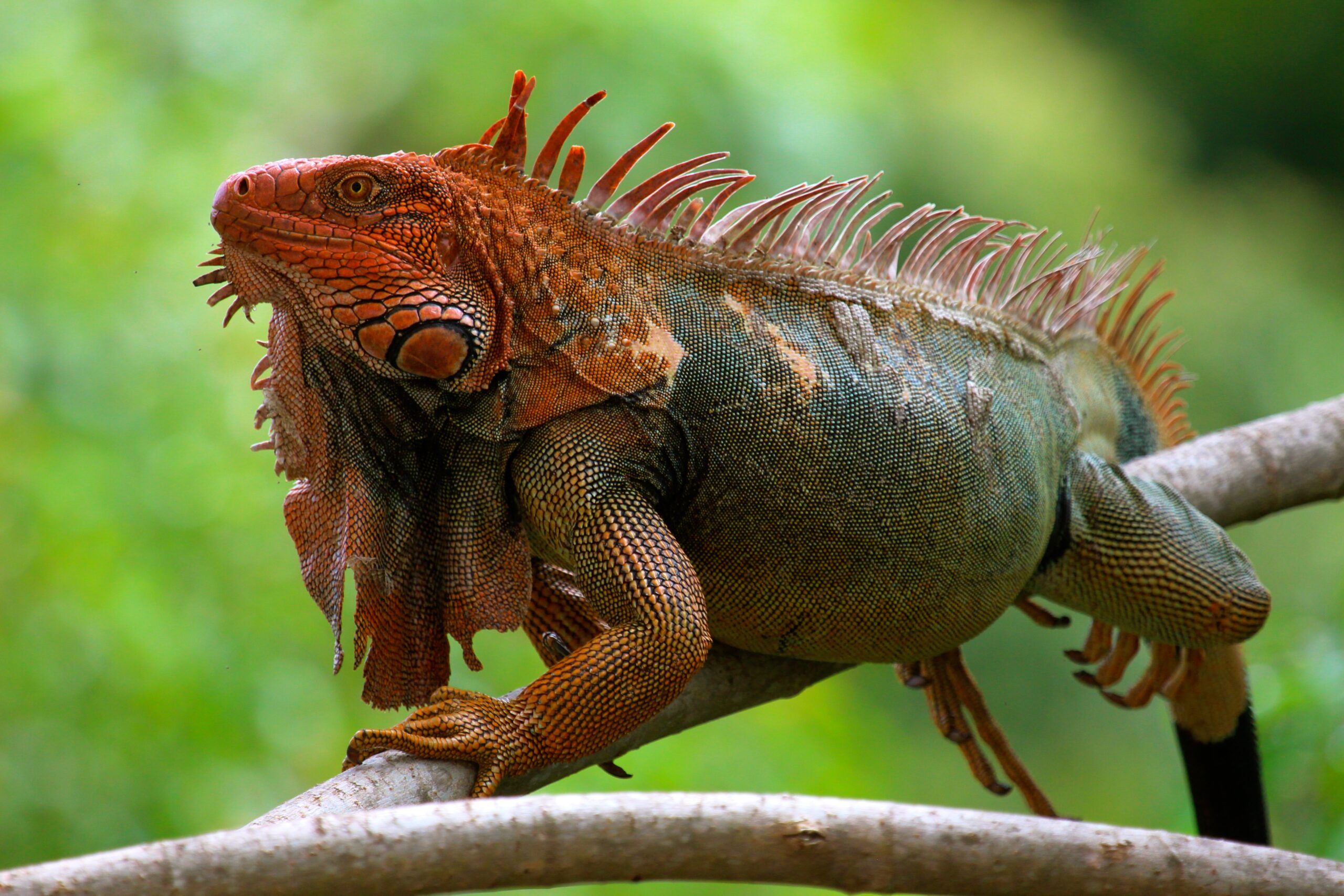lguana scaled