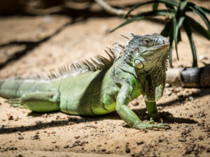 summer iguana