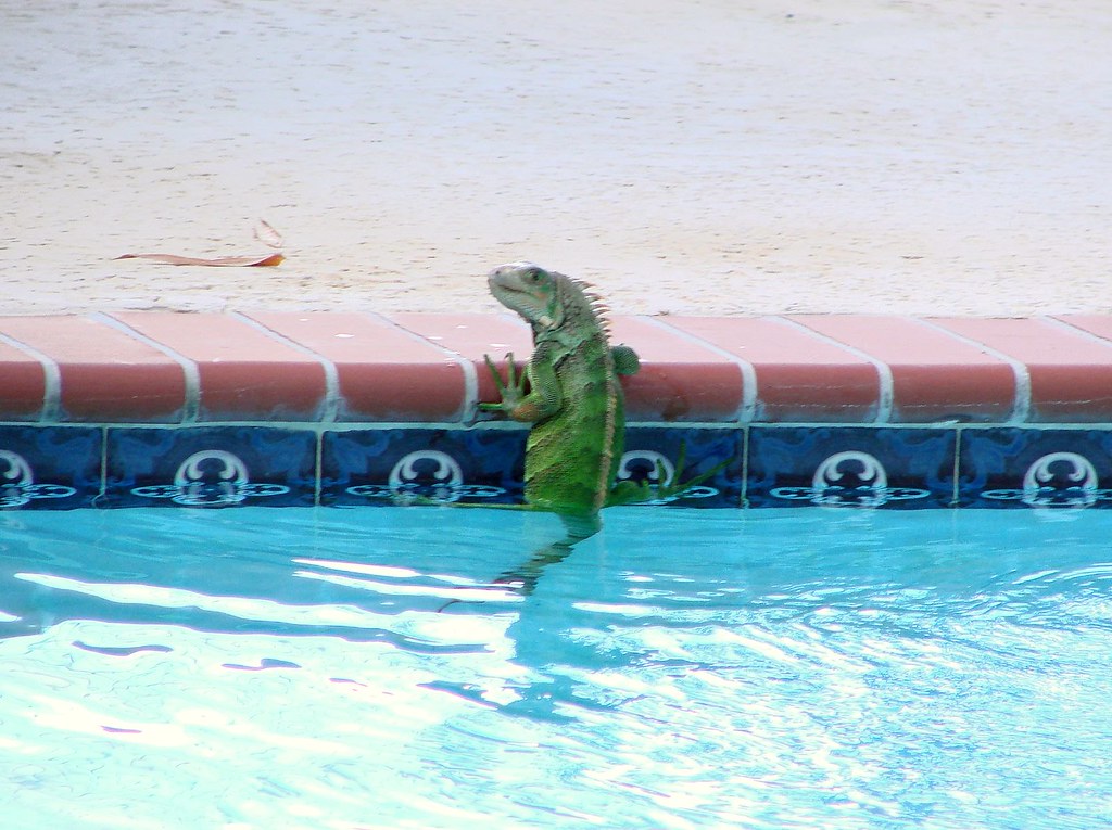 roof iguana removal, pool iguana removal, professional iguana control, SoFlo Iguana, iguana removal services Roof & Pool Iguanas
