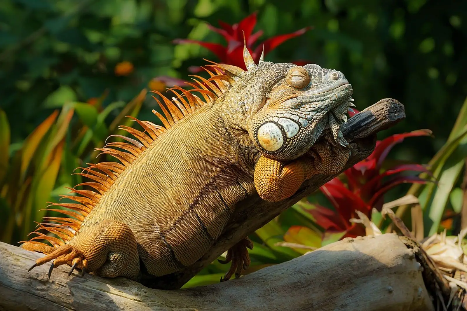 SoFlo Iguana