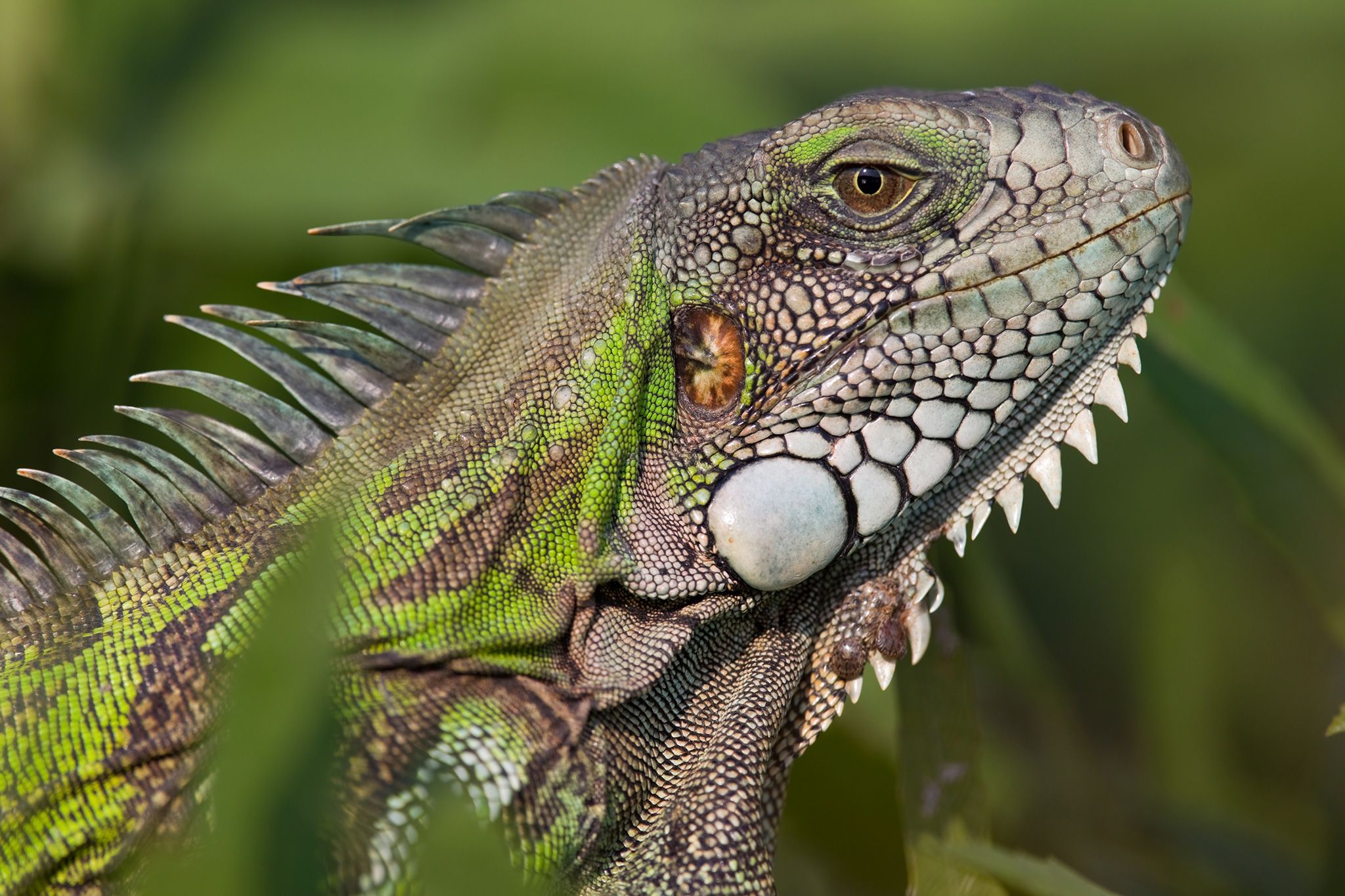 animal close up head iguana lizard reptile species wildlife 1553263