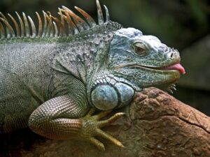 iguana lizard animal animals 6f31c2 1024