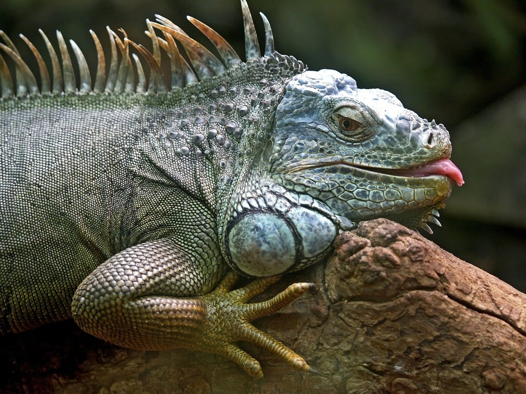 iguana lizard animal animals 6f31c2 1024