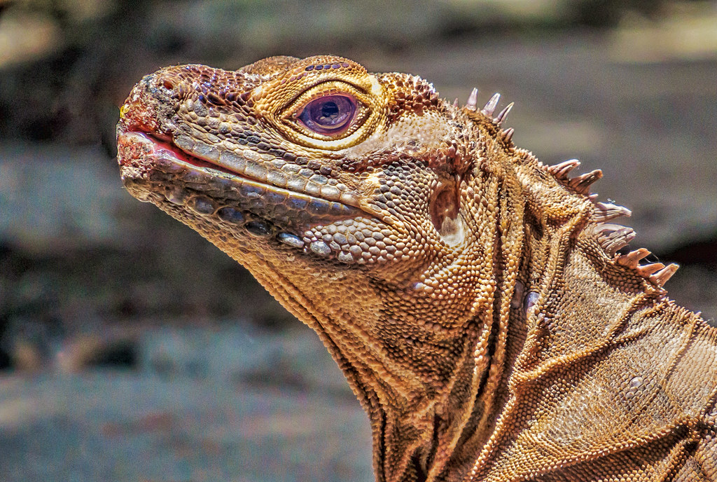 iguana hunting, wildlife control, family activities, outdoor adventures, SoFlo Iguana
guided iguana hunts, family outdoor activities, eco-friendly hunting, SoFlo Iguana, iguana removal
