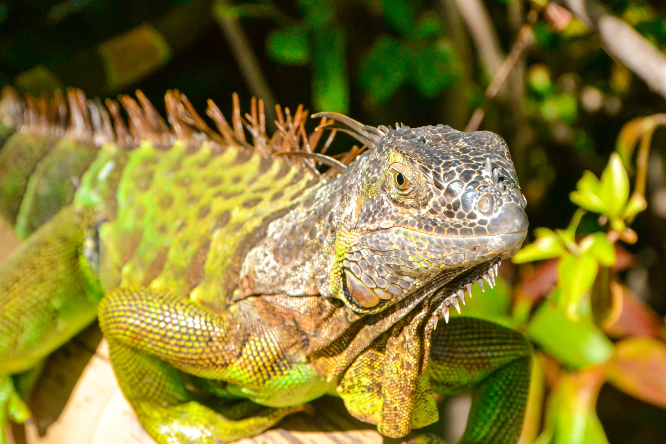 lguana 1 scaled