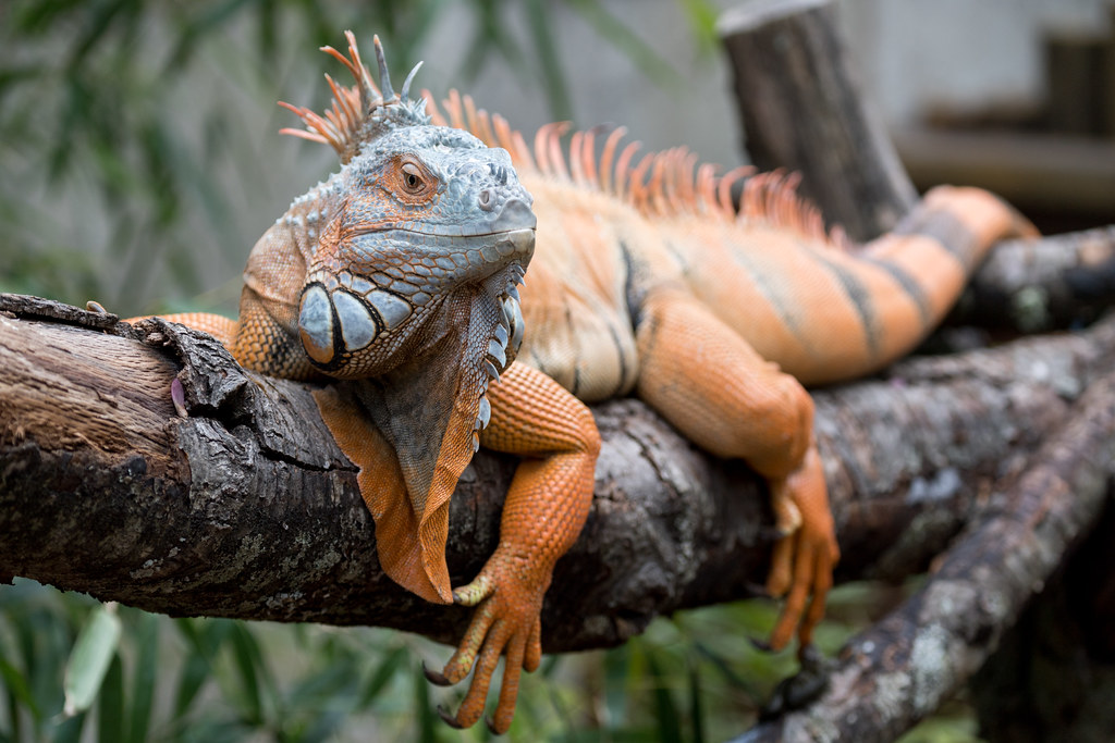 iguana control, landscaping adjustments, iguana infestations, humane iguana removal, SoFlo Iguana Pros
