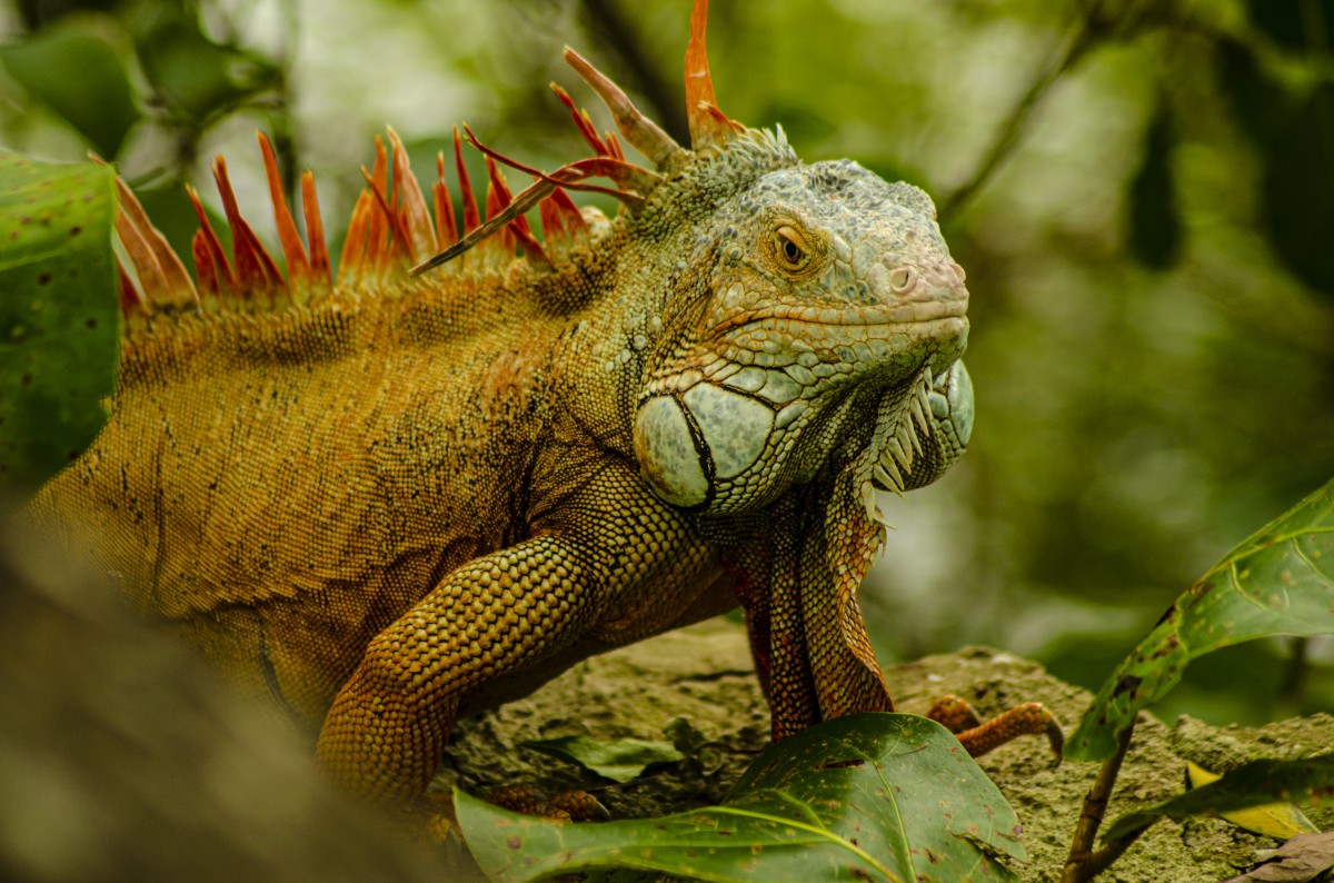 lguana california