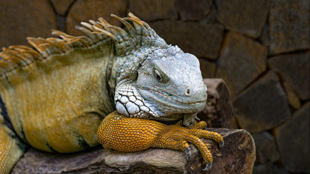 winter iguana habits, SoFlo Iguana Pros, South Florida iguana control, iguana behavior winter, humane iguana removal, property protection iguanas, Greenacres iguana services