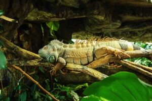 winter iguana habits, SoFlo Iguana Pros, South Florida iguana control, iguana behavior winter, humane iguana removal, property protection iguanas, Greenacres iguana services
