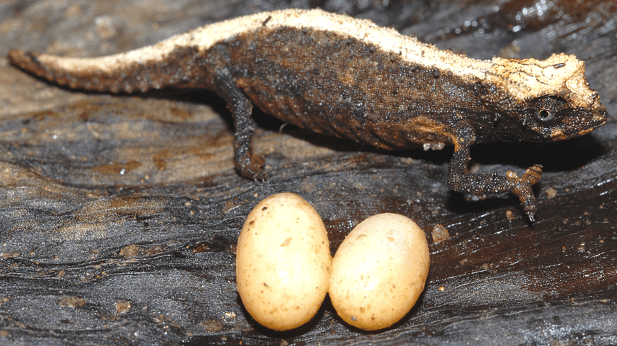 Why Leaving Iguana Eggs Alone Creates a Bigger Problem