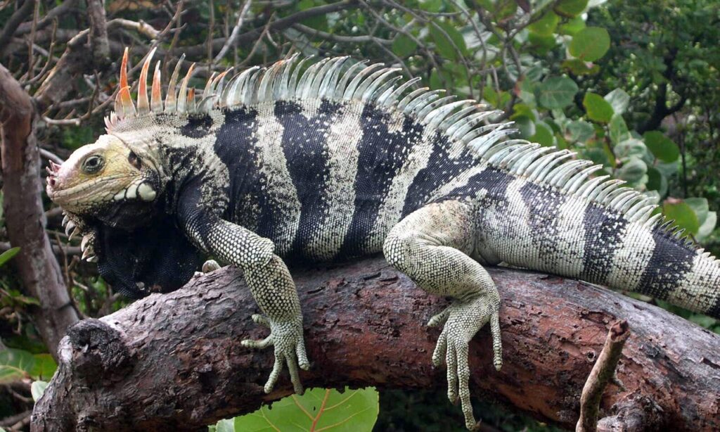 Iguanas vs Native Species Why Removal Is Crucial