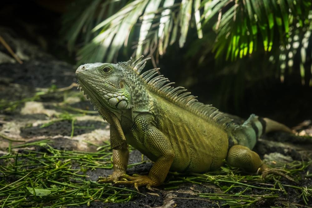 Iguanas vs. Native Species: Why Removal Is Crucial