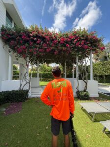 residential bougainvillea iguana control inspection
